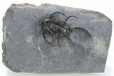 Spiny Ceratarges Trilobite - Very Large Specimen #222348-2